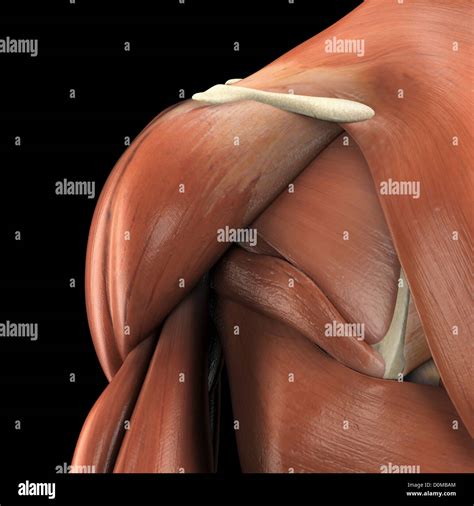 Deltoides Musculos Fotograf As E Im Genes De Alta Resoluci N Alamy