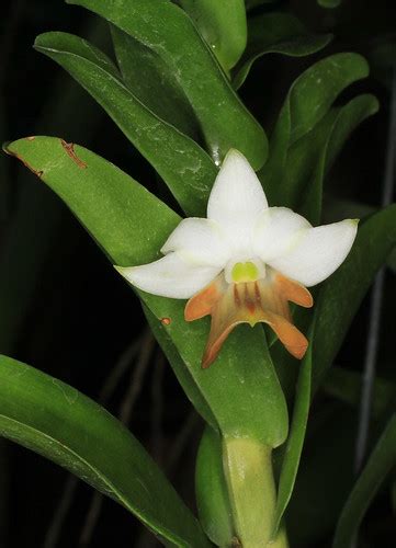 Dendrobium Ellipsophyllum Salaya At The Flower Market Flickr