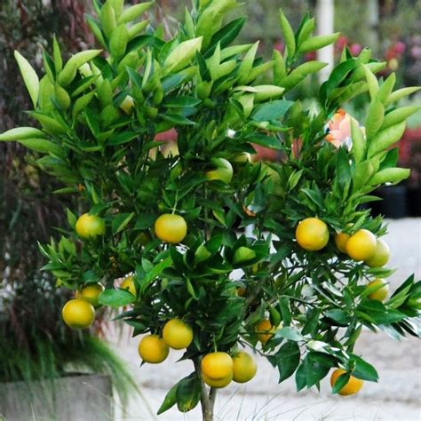 Citrus X Sinensis Orange Mediterranean Sweet Warners Nurseries