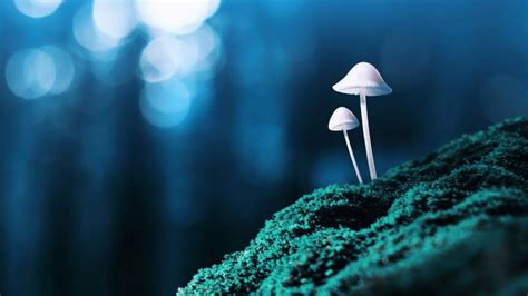 Magic Mushrooms Can Reset Depressed Brain Bbc News