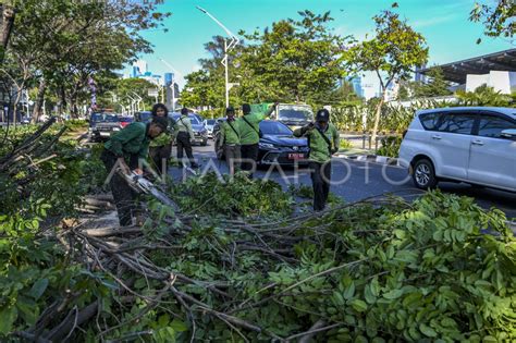 Pohon Tumbang Di Jakarta ANTARA Foto