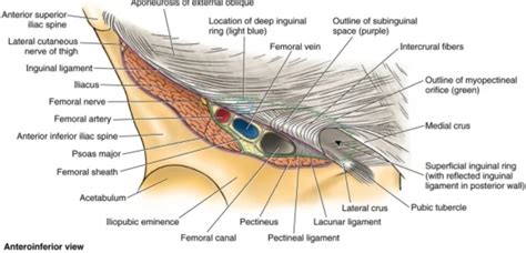 Femoral sheath