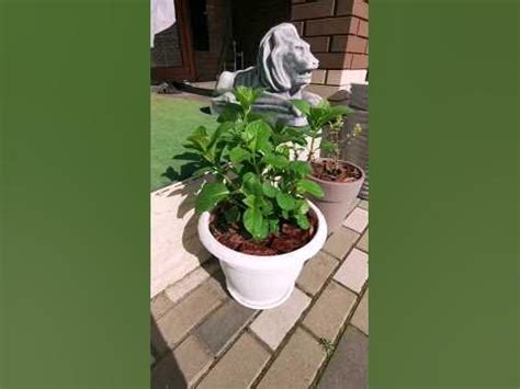 Гортензия Hi Mountain #сад #огород #гортензии #гортензиякрупнолистная # ...