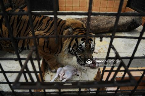 Sumatran tiger in Indonesia | Anadolu Images