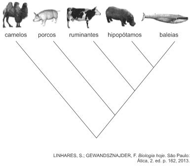 Ueg A Figura A Seguir Apresenta A Rvore Filogen Tica Ind Explica
