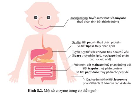 Quan S T H Nh V Cho Bi T C C Enzyme Trong H Ti U H A C A Ng I C