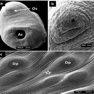 Representative Scanning Electron Micrographs Of Untreated Control