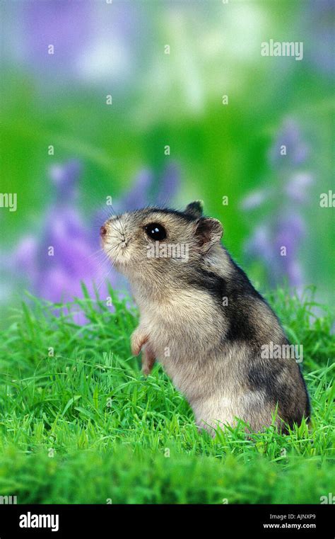 Dwarf Hamster Phodopus Sungorus Stock Photo Alamy