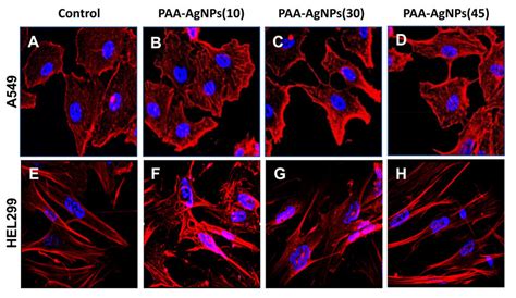 Changes In The Cytoskeleton Of A549 And HEL299 Cells Caused By