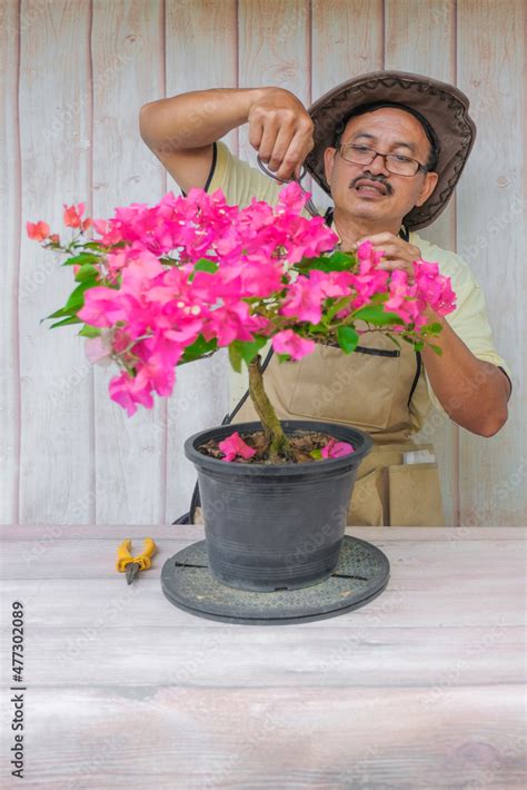 Gardener Making Arrangement Pruning And Wiring The Bougainvillea