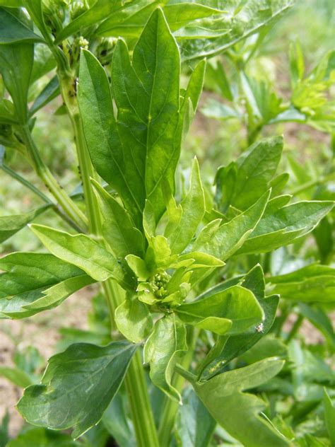 Liebstöckel Maggikraut Levisticum Officinale Günstig Kaufen