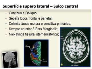O Sulco Central Está Localizado - Sulcos e giros - Anatomia Aplicada | PPTX