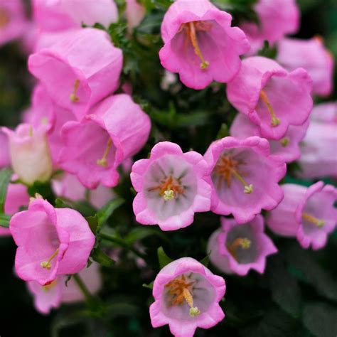 Canterbury Bells Rose Pink Seeds The Seed Collection