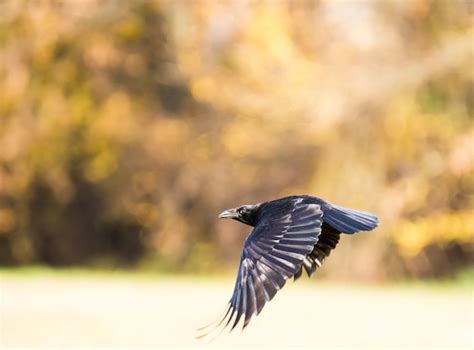 Crow Spirit Animal | Meaning & Symbolism