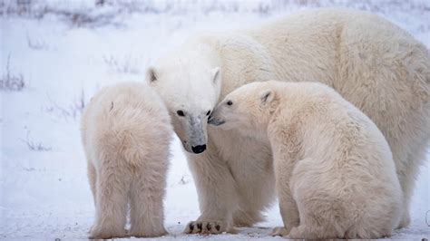 Three White Polar Bears Hd Animals Wallpapers Hd Wallpapers Id 50544