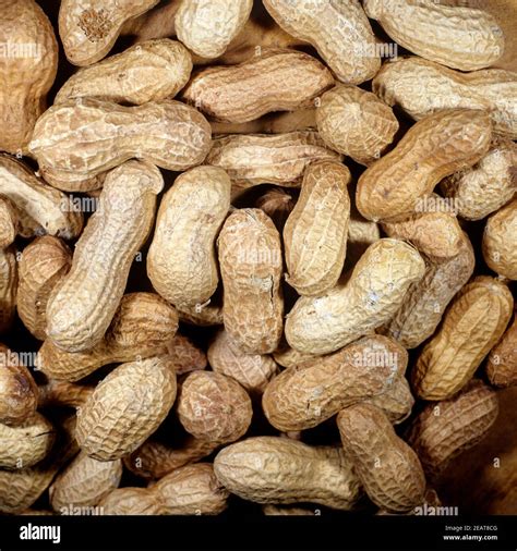 Erdnuesse Arachis Hypogaea Stock Photo Alamy