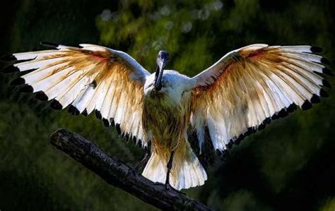 African sacred ibis bird - Online Jigsaw Puzzles