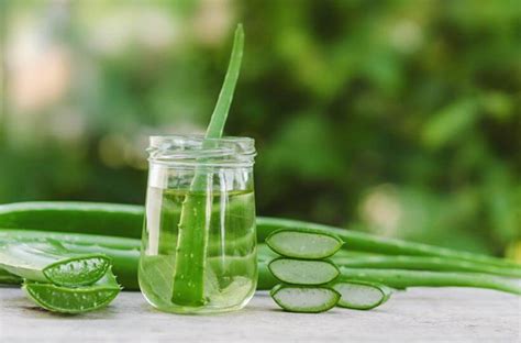 Best Uses And Benefits Of Aloe Vera Plant Biophytopharm