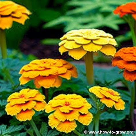 The Ultimate Guide On How To Grow African Marigolds Tips From Expert Gardeners