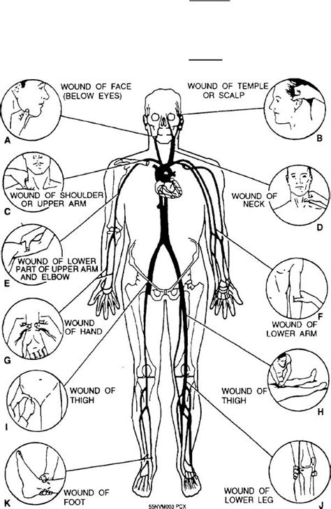 Figure Pressure Points For Control Of Bleeding