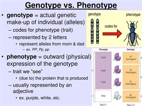 Ppt Genetics And Heredity Powerpoint Presentation Free Download Id