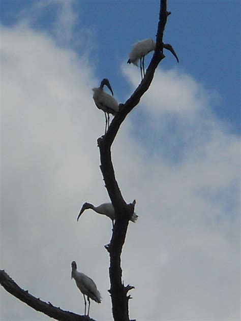 Louisiana Swamp Tour Information: Lafayette, Louisiana Swamp Tours