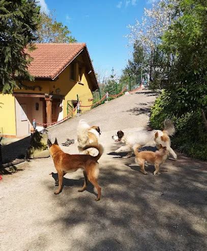 Mejores Residencias Caninas En Mieres Zonacachorros