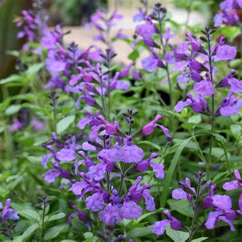 140mm Salvia Salvia So Cool Purple Bunnings Australia