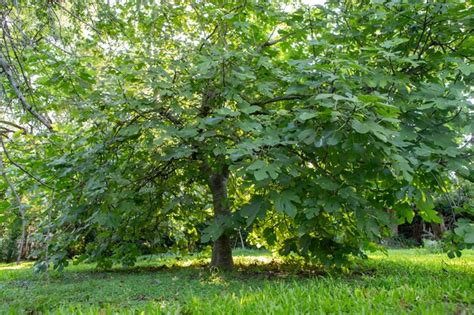 Premium Photo | Beautiful and large fig tree ficus carica