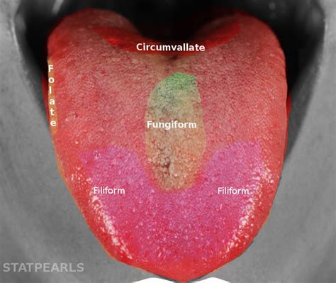 Taste Buds On Tongue Papillae - Spacotin