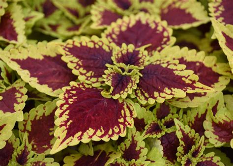 Sun Coleus Offers Colorful Foliage All Summer Long The Panolian The