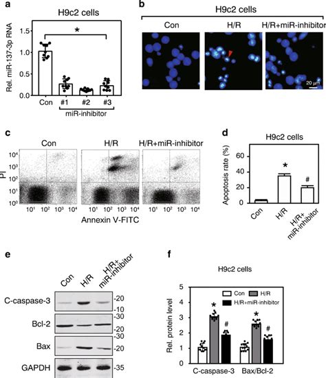 Knockdown Of Mir 137 3p Alleviates Hr Induced Cardiomyocyte Apoptosis