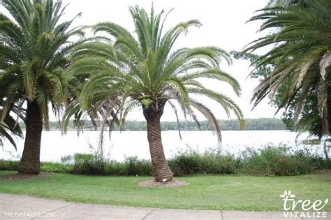 9 Arizona Palm Trees Native Common Varieties