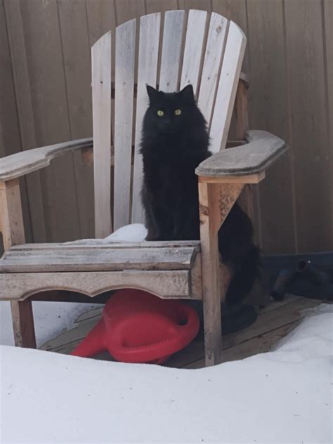 The void has eyes. : r/blackcats