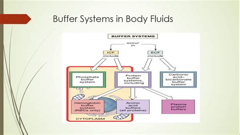 Buffer System Lec 5 By Dr Qamar Yasmeen For 2nd Year Mbbs Youtube