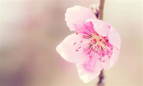 Download A Close Up Of Soft Pink Flowers With Dramatic Shadows