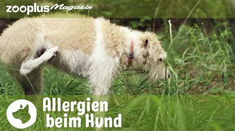 Allergien beim Hund Symptome Auslöser Therapie zooplus Magazin