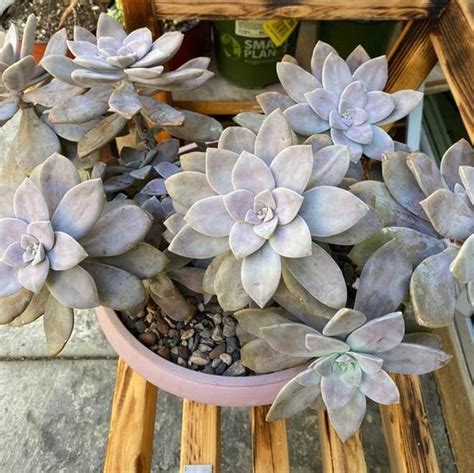 Graptopetalum Graptopetalum Pentandrum Superbum Inch Etsy