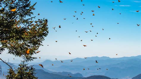 Tour Al Santuario De Mariposas Monarca Sierra Chincua Ruta21 Mx