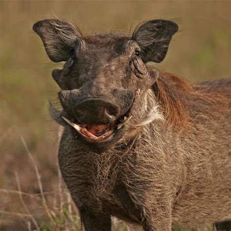 La Sonrisa Del Facocero De Salvador Solé Soriano Fotoredes