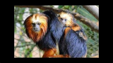 Animais Da Região Sudeste - Um Animal Silvestre Da Região Sudeste - RETOEDU