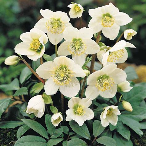 Морозник восточный White Lady Helleborus Orientalis White Lady