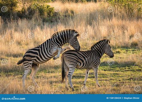 Adult zebra mating stock photo. Image of lighting, mammals - 158128424