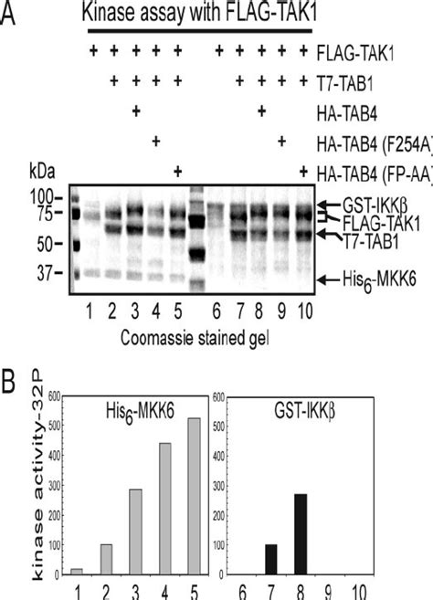 In Vitro Tak1 Kinase Assay With Recombinant Mkk6 And Ikk ␤ As