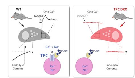 Expression Of Ca2 Permeable Twopore Channels Rescues NAADP Signalling