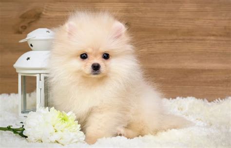 German Spitz vs Pomeranian: Differences Explained (With Pictures) – Dogster