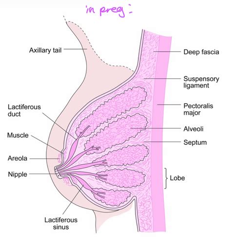 Breastfeeding Flashcards Quizlet