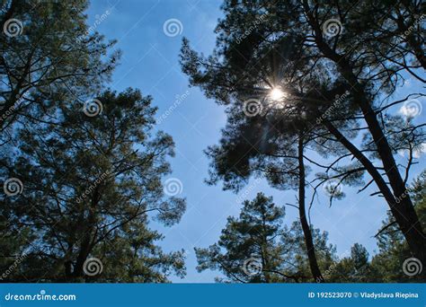 The Sun Shines Through The Crowns Of Trees Stock Photo Image Of