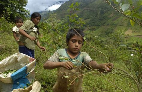 El cultivo de coca en Perú crece por sexto año seguido y se acerca al