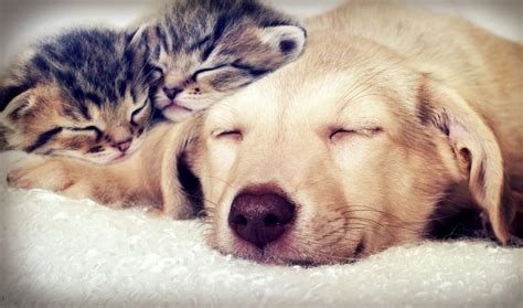 V Deos De Gatos Y Perros Durmiendo Juntos Actualidad Mascotas